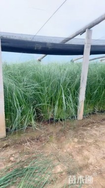 高度80厘米矮蒲苇