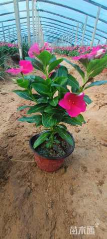 高度18厘米长春花