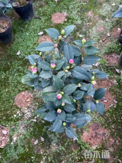 冠幅200厘米茶花球