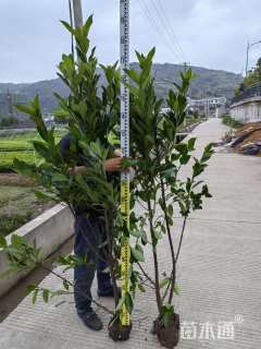 高度150厘米法国冬青