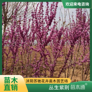 高度150厘米丛生紫荆