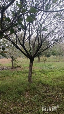 15公分造型红梅