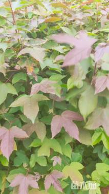 高度80厘米枫香小苗