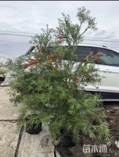 高度100厘米多花红千层