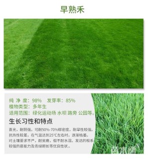 草坪种子