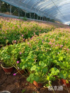 高度18厘米红花酢浆草