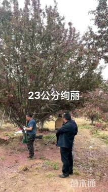 19公分绚丽海棠