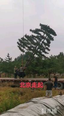 20公分造型油松