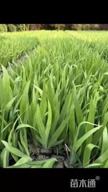 高度25厘米德国鸢尾