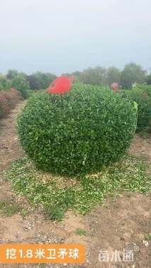 高度170厘米胶东卫矛