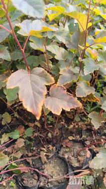 高度120厘米紫叶风箱果