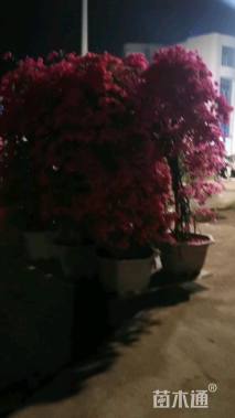 高度180厘米红花三角梅