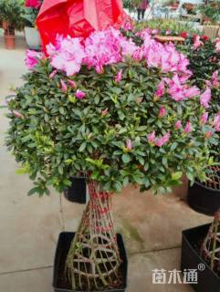 高度70厘米西洋杜鹃