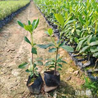 高度30厘米长春花