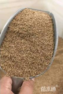 黑麦草种子