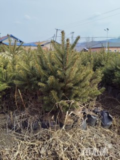 高度50厘米云杉