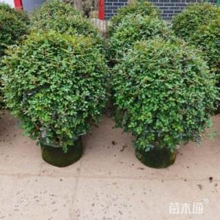 高度80厘米月季球