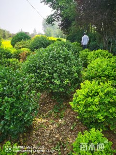 冠幅80厘米胶东卫矛球