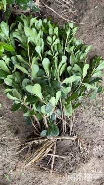 高度40厘米海桐小苗