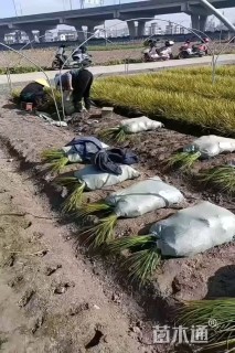 高度30厘米金叶石菖蒲