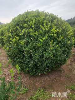 冠幅80厘米小叶黄杨球