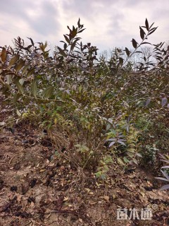 高度150厘米连翘