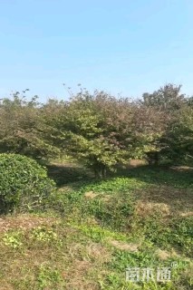 高度300厘米丛生鸡爪槭