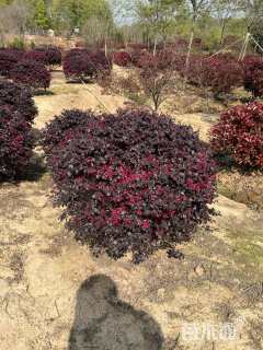 冠幅80厘米红花继木球