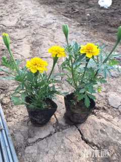 高度10厘米孔雀草