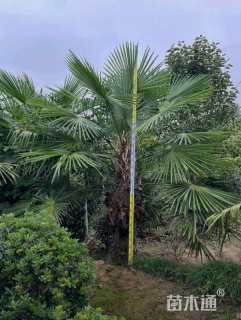 裸干高180厘米棕榈
