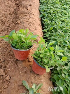 高度15厘米婆婆纳