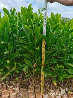 0.6公分马占相思