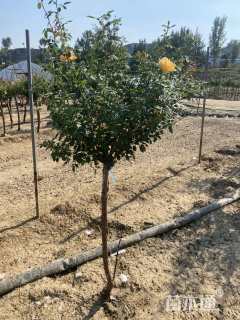 高度160厘米月季