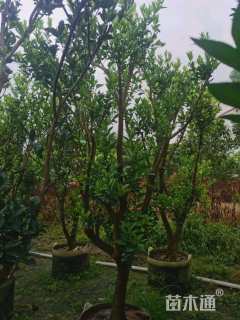 高度250厘米脐橙