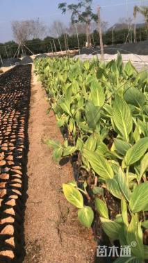 高度15厘米花叶美人蕉