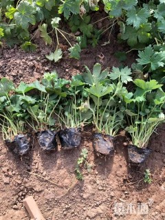 高度15厘米飞燕草