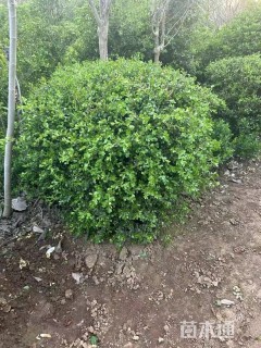 冠幅120厘米瓜子黄杨球