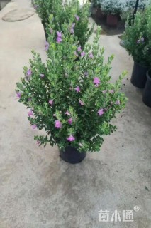 高度20厘米红花玉芙蓉