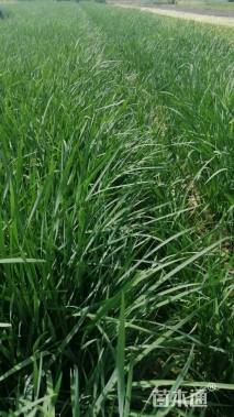 高度20厘米马莲