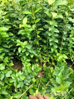 高度50厘米红瑞木