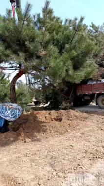 20公分造型油松