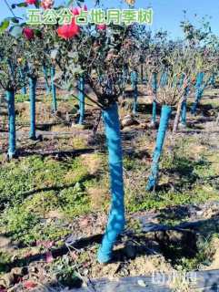 高度150厘米月季