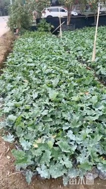 高度40厘米春羽