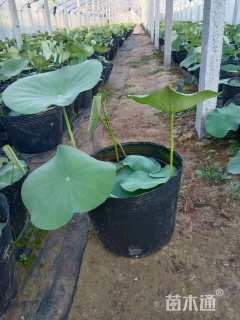 高度30厘米荷花