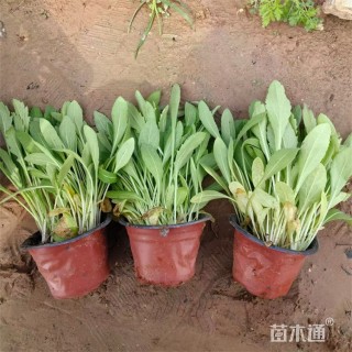 高度25厘米宿根天人菊