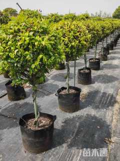 120厘米风车茉莉