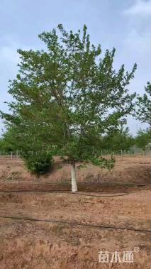 30公分染井吉野樱