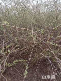 高度100厘米珍珠梅