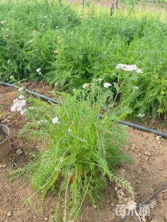 高度20厘米西洋蓍草