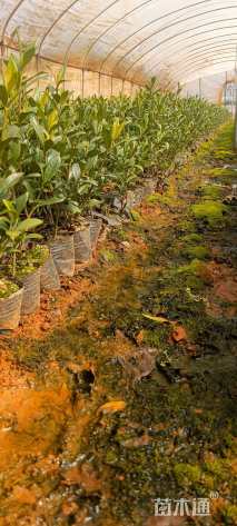 高度25厘米小叶栀子